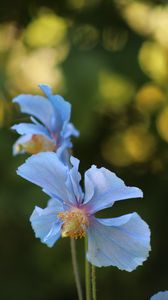 Preview wallpaper flower, blur, plant, macro, blue