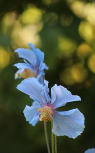 Preview wallpaper flower, blur, plant, macro, blue