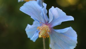 Preview wallpaper flower, blur, plant, macro, blue