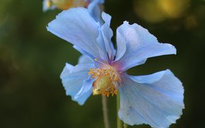 Preview wallpaper flower, blur, plant, macro, blue
