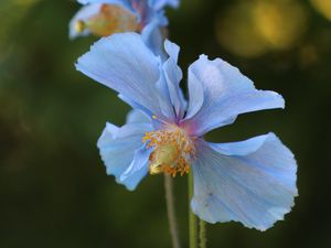 Preview wallpaper flower, blur, plant, macro, blue