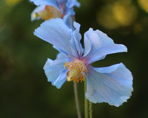 Preview wallpaper flower, blur, plant, macro, blue