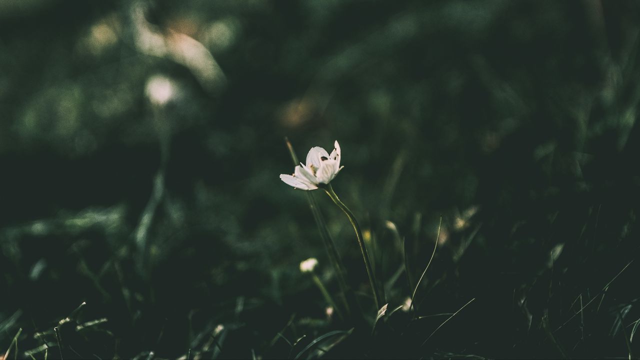 Wallpaper flower, blur, stem