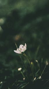 Preview wallpaper flower, blur, stem