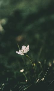 Preview wallpaper flower, blur, stem