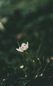 Preview wallpaper flower, blur, stem