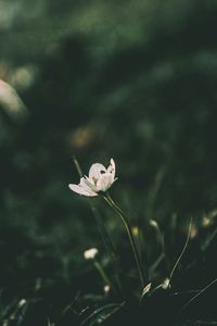 Preview wallpaper flower, blur, stem