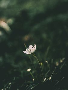 Preview wallpaper flower, blur, stem