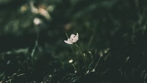Preview wallpaper flower, blur, stem