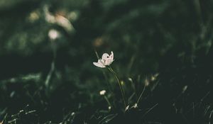 Preview wallpaper flower, blur, stem