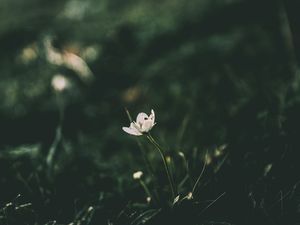 Preview wallpaper flower, blur, stem