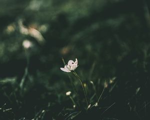 Preview wallpaper flower, blur, stem