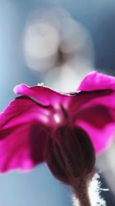 Preview wallpaper flower, blurred, background, macro, stem, plant