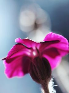 Preview wallpaper flower, blurred, background, macro, stem, plant