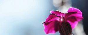 Preview wallpaper flower, blurred, background, macro, stem, plant