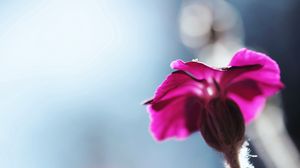 Preview wallpaper flower, blurred, background, macro, stem, plant