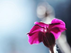 Preview wallpaper flower, blurred, background, macro, stem, plant