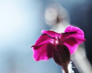 Preview wallpaper flower, blurred, background, macro, stem, plant