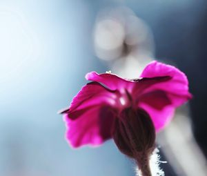 Preview wallpaper flower, blurred, background, macro, stem, plant