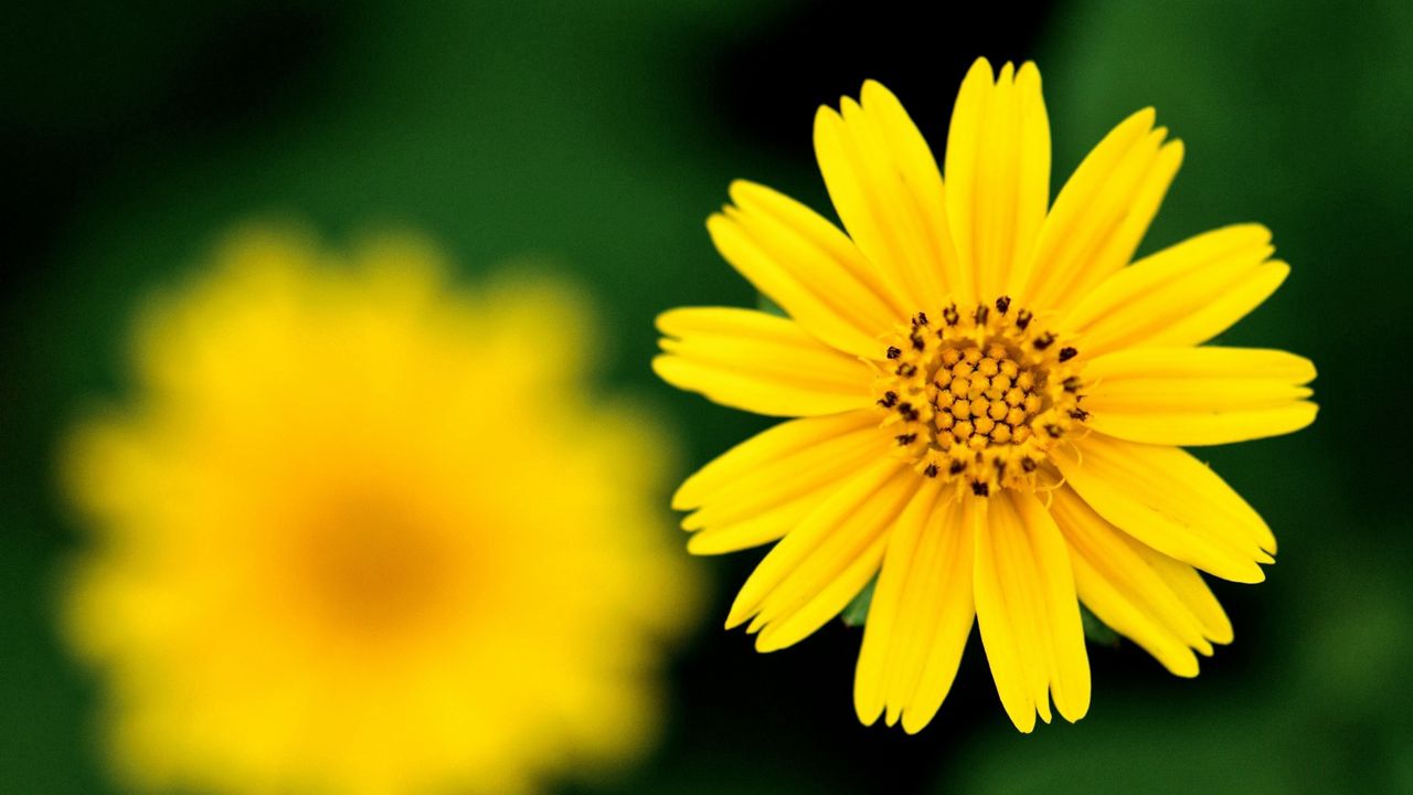 Wallpaper flower, blurred, petals, white, yellow