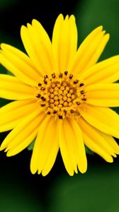 Preview wallpaper flower, blurred, petals, white, yellow