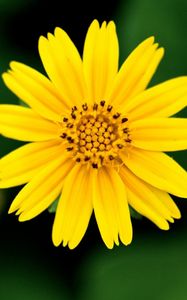 Preview wallpaper flower, blurred, petals, white, yellow