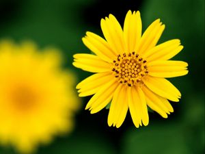 Preview wallpaper flower, blurred, petals, white, yellow