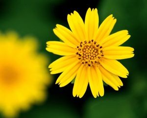 Preview wallpaper flower, blurred, petals, white, yellow