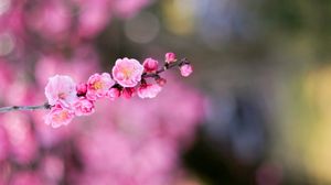 Preview wallpaper flower, bokeh, branch, blurring