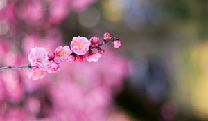 Preview wallpaper flower, bokeh, branch, blurring