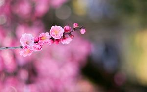 Preview wallpaper flower, bokeh, branch, blurring