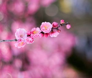 Preview wallpaper flower, bokeh, branch, blurring