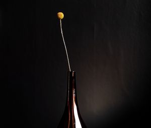 Preview wallpaper flower, bottle, vase, dark
