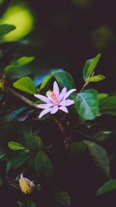 Preview wallpaper flower, branch, bloom, leaves