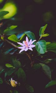 Preview wallpaper flower, branch, bloom, leaves
