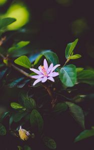 Preview wallpaper flower, branch, bloom, leaves