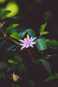 Preview wallpaper flower, branch, bloom, leaves