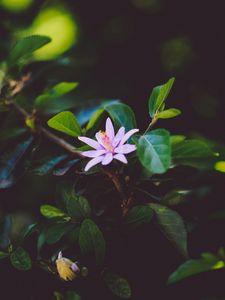 Preview wallpaper flower, branch, bloom, leaves