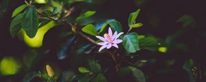 Preview wallpaper flower, branch, bloom, leaves