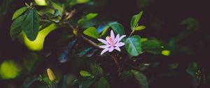 Preview wallpaper flower, branch, bloom, leaves