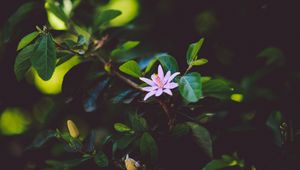 Preview wallpaper flower, branch, bloom, leaves
