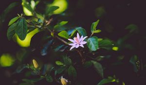 Preview wallpaper flower, branch, bloom, leaves