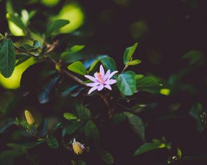 Preview wallpaper flower, branch, bloom, leaves