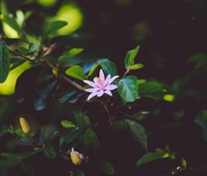 Preview wallpaper flower, branch, bloom, leaves