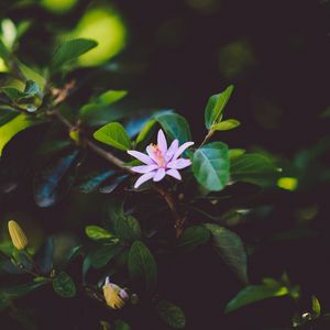 Preview wallpaper flower, branch, bloom, leaves