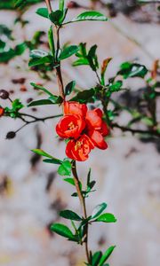 Preview wallpaper flower, branch, bloom, spring, red