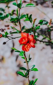 Preview wallpaper flower, branch, bloom, spring, red