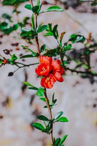 Preview wallpaper flower, branch, bloom, spring, red