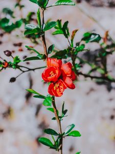 Preview wallpaper flower, branch, bloom, spring, red