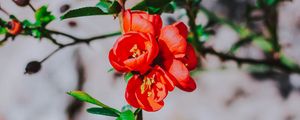 Preview wallpaper flower, branch, bloom, spring, red